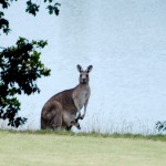 Kangaroo mama and her joey.