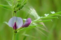 Wildflower. El Capitan Canyon State Park, California.