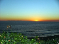 Birds of paradise. Laguna Niguel, California.