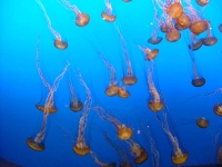 Jellyfish at Monterey Bay Aquarium.