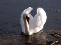 Swan song.