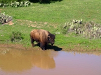 Buffalo at waterhole on Catalina Island conservation land. California.