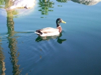 A mallard and his shadow.