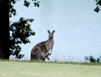 Kangaroo and her joey in the rough near Melbourne, Australia.