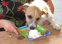 Tank at one year. Happy birthday, boy! Tank at one year. Happy birthday, boy!