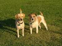 Buck and Tank, brothers of other mothers. Buck and Tank, brothers of other mothers.
